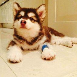 娱乐吃瓜酱阿姨卖小狗,娱乐吃瓜酱背后的温馨故事